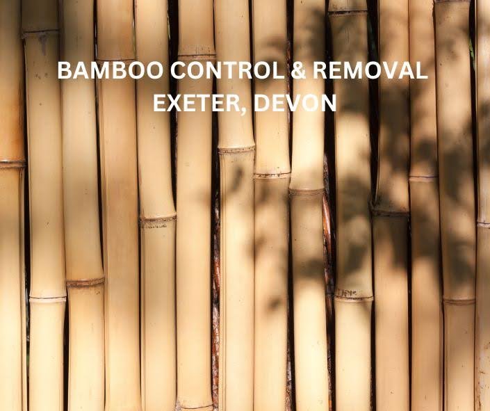 Bamboo