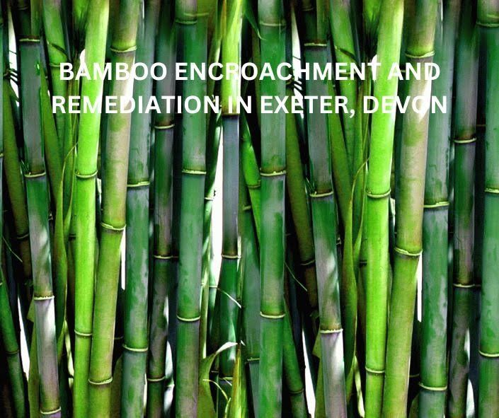 Bamboo 2
